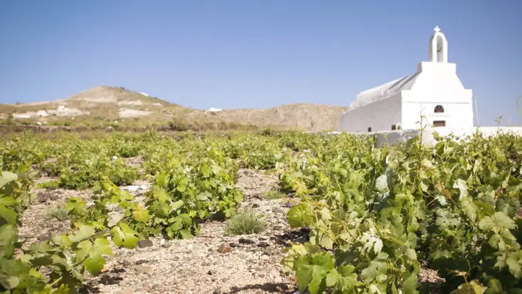 Toronto Greek Wine Week 2026: Why Greek Wine Deserves a Place in Your Wine Cellar